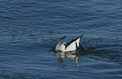 Razorbill