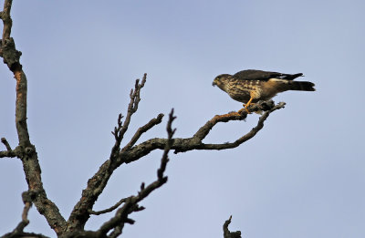 Merlin