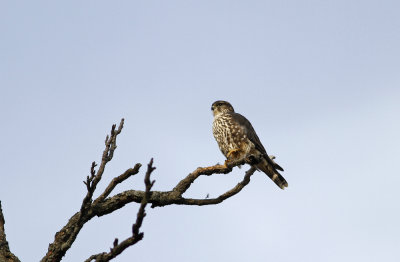 Merlin