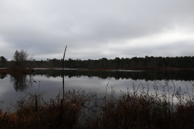 Unexpected Wildlife Refuge