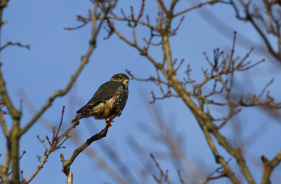 Merlin