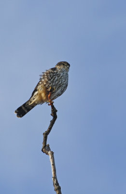 Merlin