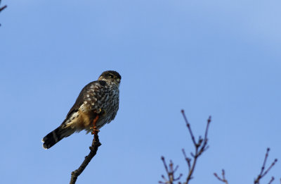 Merlin