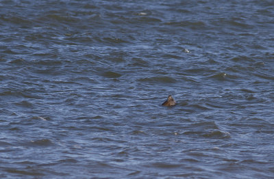 Harbor Seal