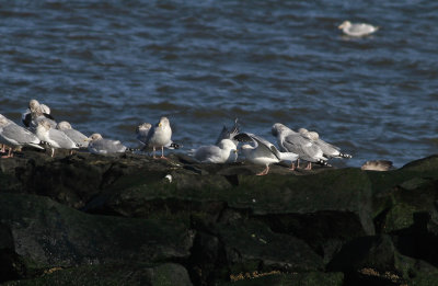 Adult Glaucous Gull (center)