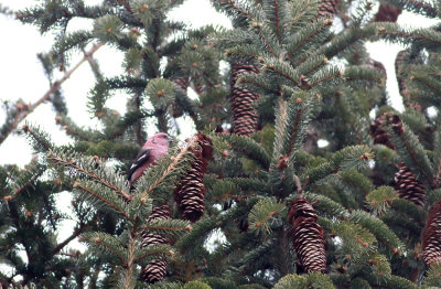 White-winged Crossbill