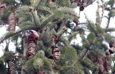 White-winged Crossbill