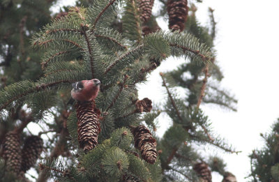 White-winged Crossbill