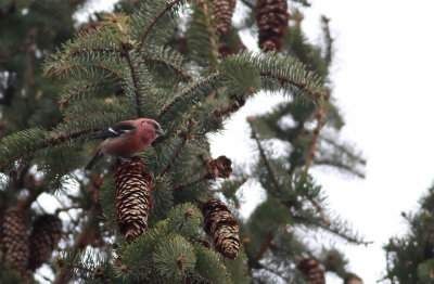 White-winged Crossbill