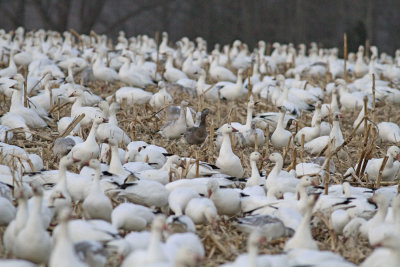 Snow Geese and Greater White-fronted Goose