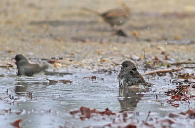 Dark-eyed Junco