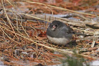 Dark-eyed Junco