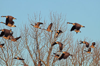 Canada Geese