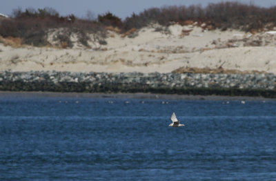 Iceland Gull