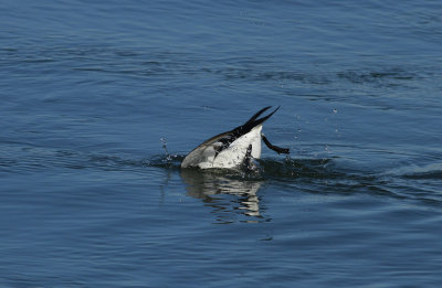 Razorbill 