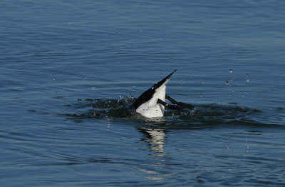 Razorbill 