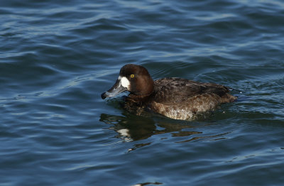 Greater Scaup (female)