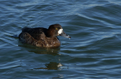 Greater Scaup (female)