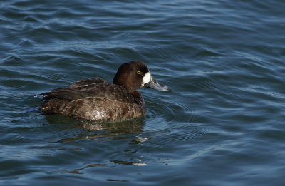 Greater Scaup (female)