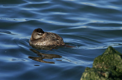 Ruddy Duck