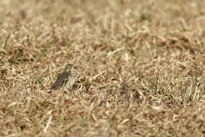 American Pipit