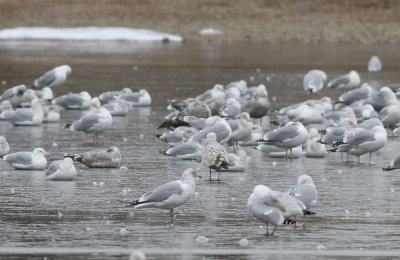 Probable Nelson's Gull (Herring x Glaucous hybrid)