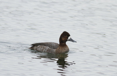 Lesser Scaup