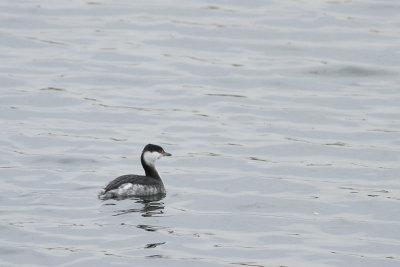 Horned Grebe