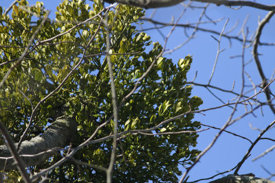 Phoradendron leucarpum- Oak Mistletoe