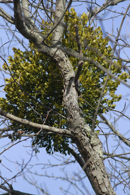 Phoradendron leucarpum- Oak Mistletoe