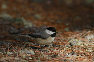 Carolina Chickadee