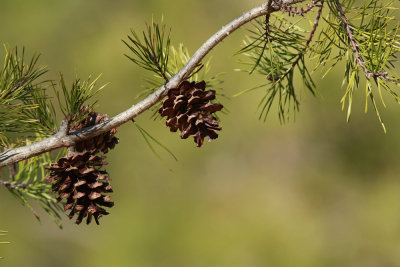 Pinus virginiana- Virginia Pine