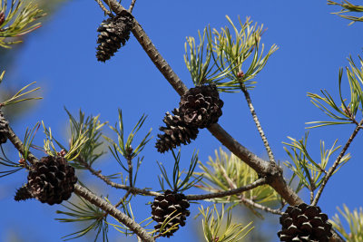 Pinus virginiana- Virginia Pine
