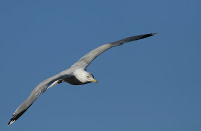 Herring Gull