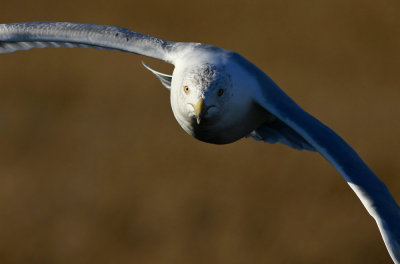 Herring Gull on the attack!