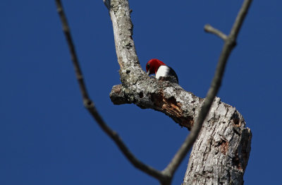 Red-headed Woodpecker