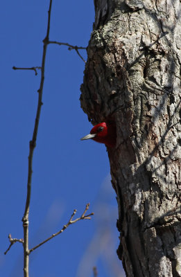 Red-headed Woodpecker