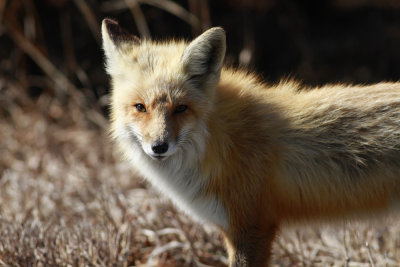 Red Fox