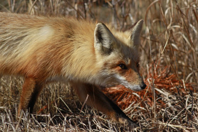 Red Fox