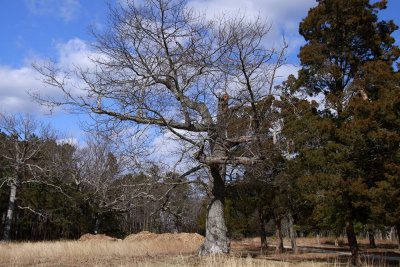 Tree at Cattus Island