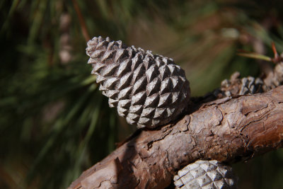 Pinus rigida- Pitch Pine