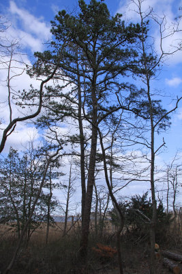 Pinus echinata- Shortleaf Pine next to salt marsh.