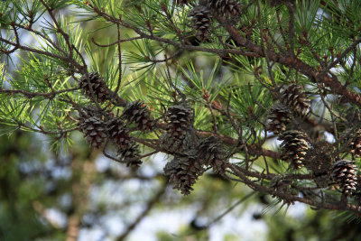 Pinus echinata- Shortleaf Pine