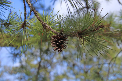 Pinus echinata- Shortleaf Pine