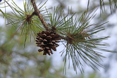 Pinus echinata- Shortleaf Pine