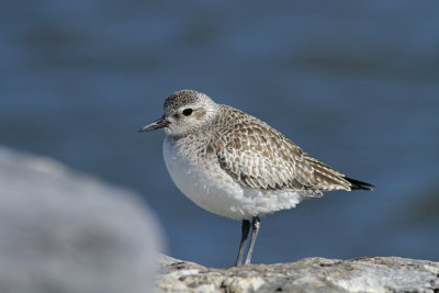 Black-bellied Plover