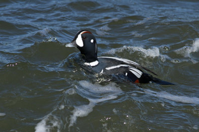 Harlequin Duck surfin'