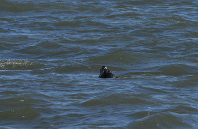 Harbor Seal
