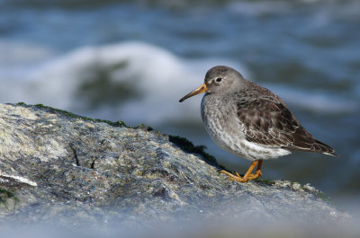Purple Sandpiper