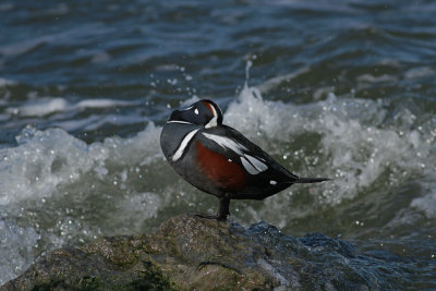 Harlequin Duck
